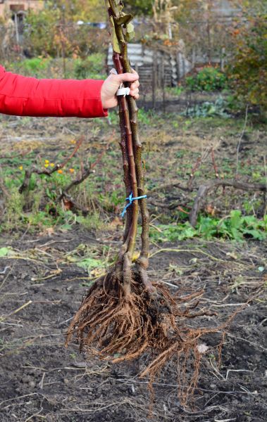Cost of Shrub Root Removal in Hayden