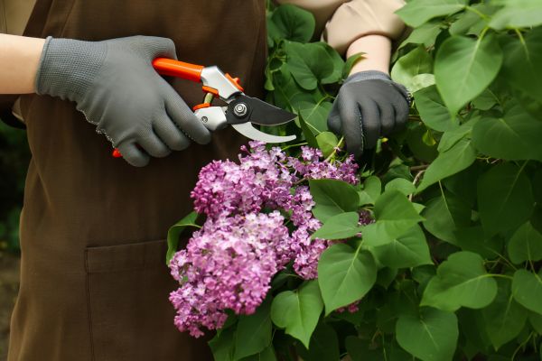 Cost of Lilac Pruning Service in Hayden