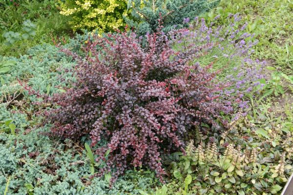 Cost of Japanese Barberry Removal in Hayden