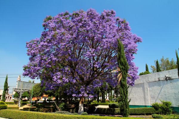 Cost of Jacaranda Pruning in Hayden