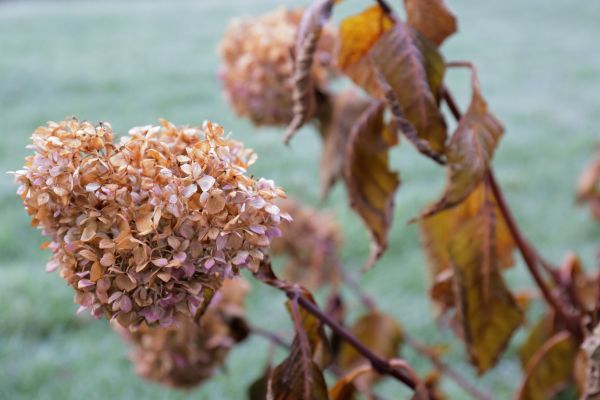 Cost of Hydrangea Removal in Hayden