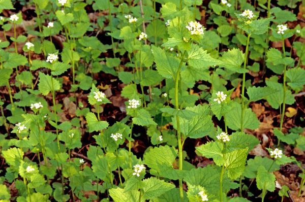 Cost of Garlic Mustard Removal in Hayden
