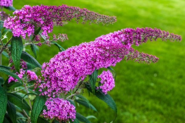 Cost of Butterfly Bush Removal in Hayden