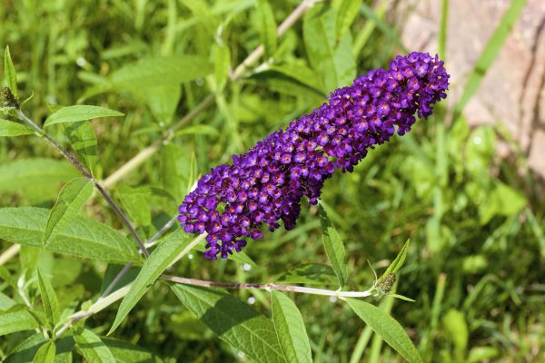 Butterfly Bush Pruning in Hayden