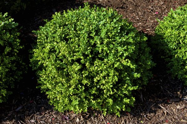 Cost of Boxwood Removal in Hayden