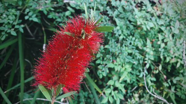 Cost of Bottlebrush Pruning in Hayden