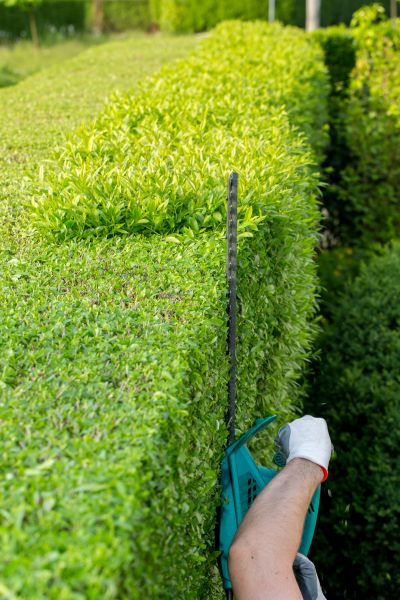Hedge Trimming in Hayden